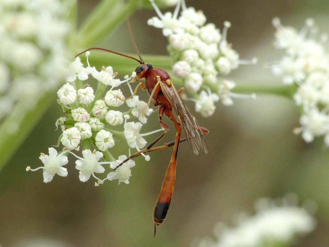 Ichneumonidae (Anomaloninae)